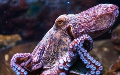 Todo sobre la pesca de Pulpos en España