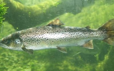 Pesca del Reo en España