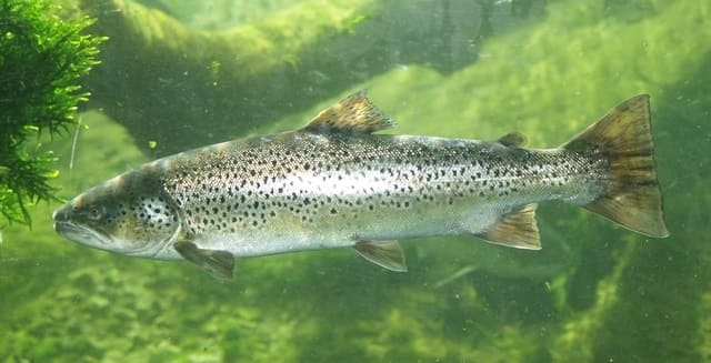 Pesca del Reo en España