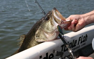 Los mejores 10 sitios para la Pesca del Black Bass en Madrid