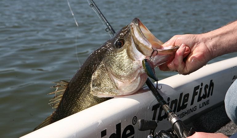 Los mejores 10 sitios para la Pesca del Black Bass en Madrid