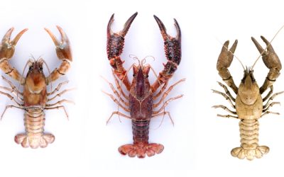 Especies de Cangrejo de Río en España