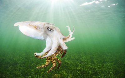 Pesca de la Sepia en España