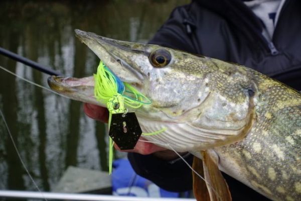 Cómo elegir el jig adecuado para la pesca