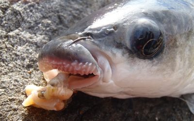 El Muil Asturiano: Un Pez de Sabor Singular con Mala Fama Injustificada