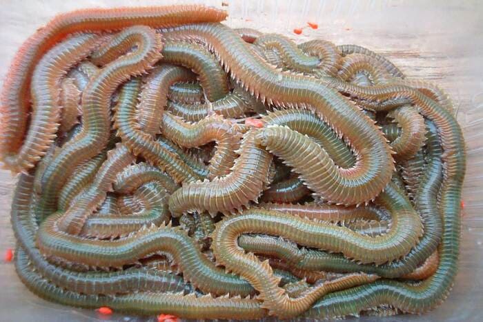 Cebo vivo para la pesca en el mar en España