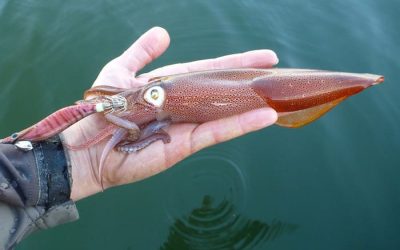 Pesca del Calamar en Gijón