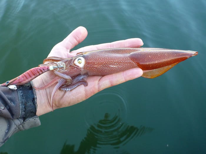 Pesca del Calamar en Gijón
