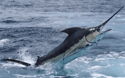 Pesca del Pez Espada en España