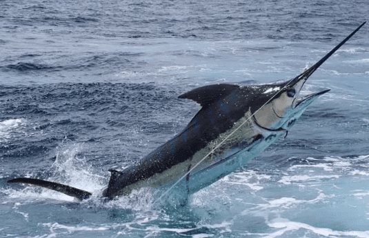 Pesca del Pez Espada en España