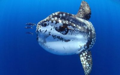 Pesca del Pez Luna en España