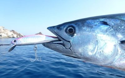 Pesca del Bonito en España