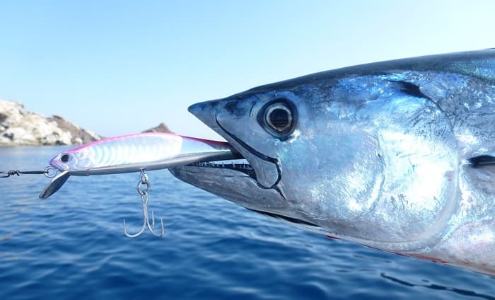 Pesca del Bonito en España