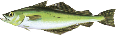 Abadejo