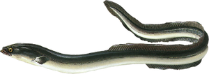 Anguila