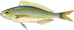 Boga