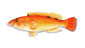 Gallano