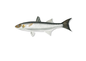 galupe