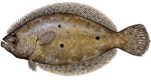 Dibujo del Lenguado