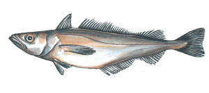 Dibujo de Merluza