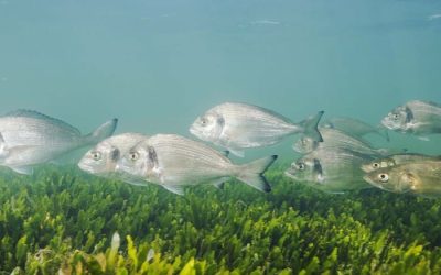 Pesca de la Dorada en España para Principiantes