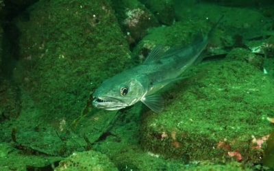 Pesca de la Merluza en España