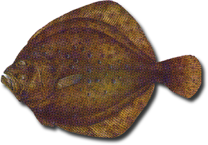 Rodaballo