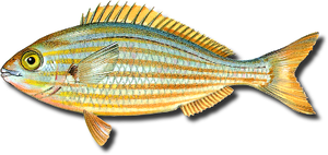 Salema