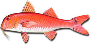 Salmonete del Fango