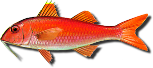 Salmonete de Roca