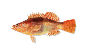Serrano