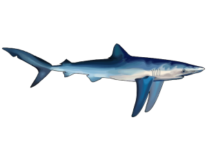 Dibujo del Tiburón Azul