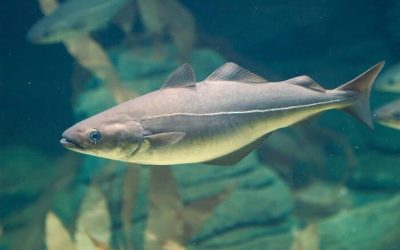 Pesca del Abadejo en España