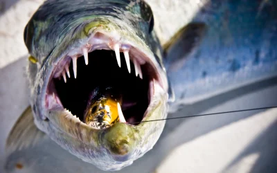 Pesca de la Barracuda en España