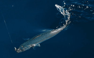 Pesca de la Caballa en España