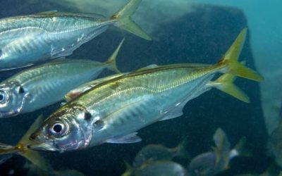 La Pesca del Chicharro en España