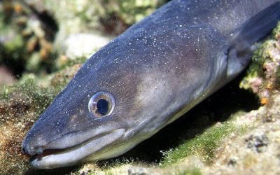La Pesca del Congrio en España