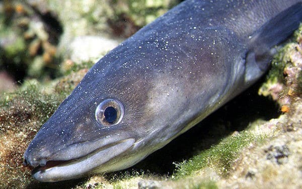 La Pesca del Congrio en España