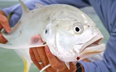 Pesca del Jurel en España