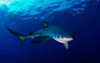 Pesca del Tiburón Azul en España