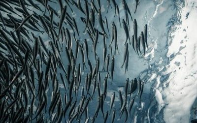 La Pesca de la Sardina en España
